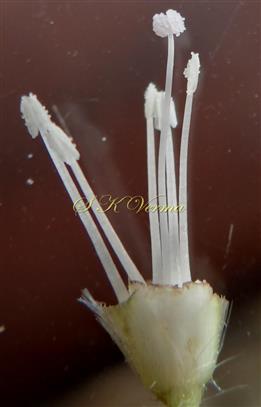  Stamens and Pistil